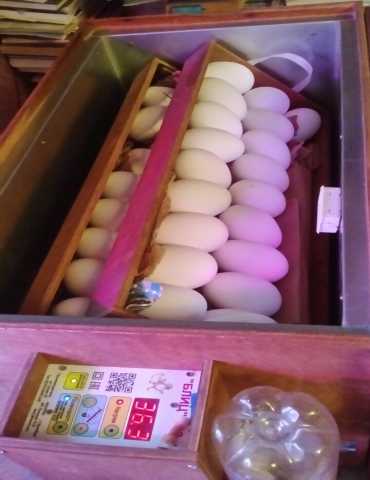 Продам: Яйцо гусиное "Линда"