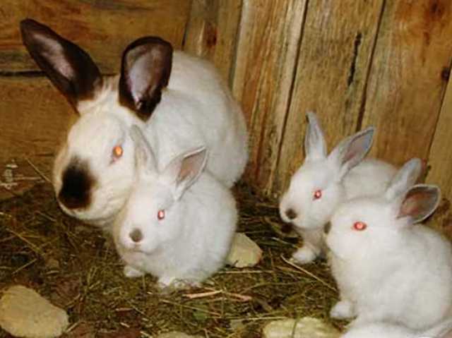 Продам: Кролики, зайцы, крольчата, кроллы