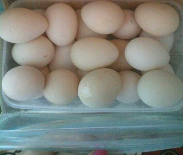Продам: Пищевое яйцо цесарки