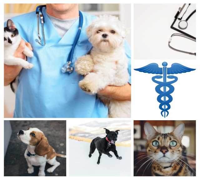 Предложение: Ветеринарные услуги, уход за животными
