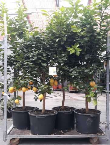 Продам: Деревья Лимоны 2м