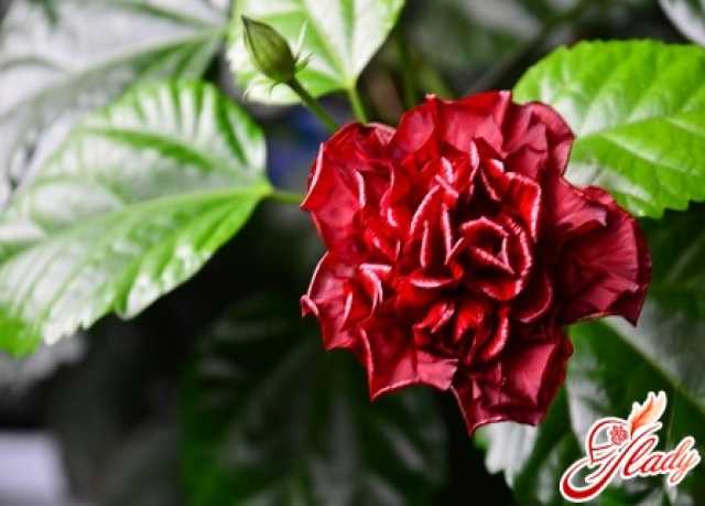 Продам: Гибискус - китайская роза