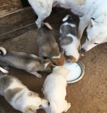 Продам: Продам щенков Западно-Сибирской лайки