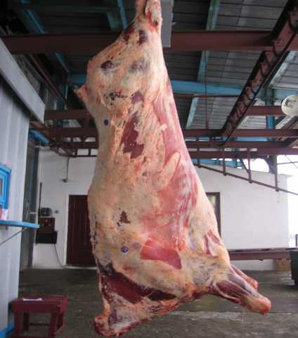 Продам: Свежее мясо быка