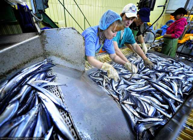 Вакансия: Рабочие на рыбное производство