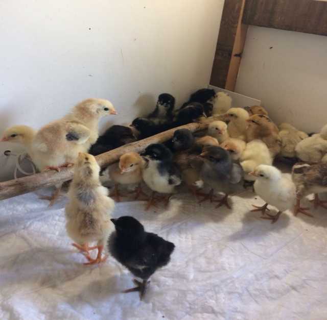 Продам: Цыплята домашние,трехнедельные