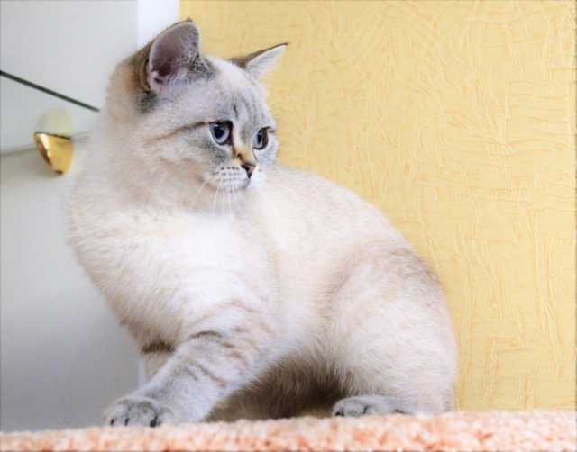 Продам: Британские котята редкого окраса 