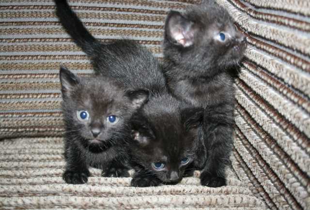 Продам: Черные котята