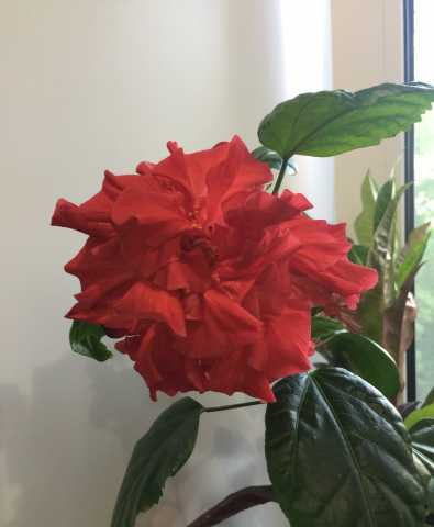Продам: Гибискус - китайская роза
