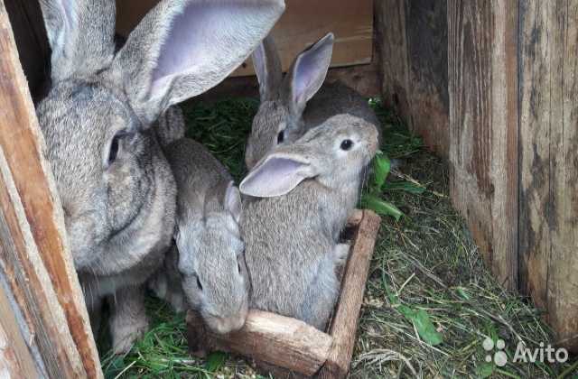 Продам: кролики 