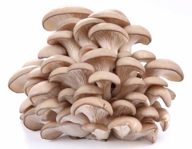 Продам: грибы вешенки