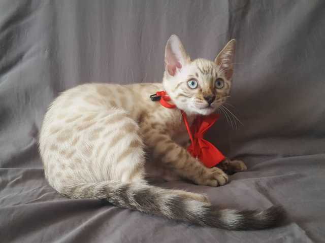 Продам: Снежного бенгальского котенка