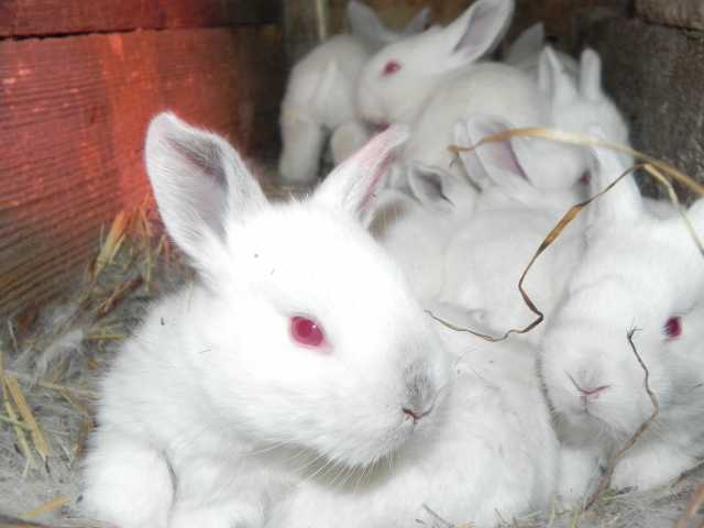 Продам: Кролики и крольчата