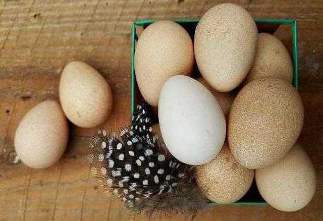 Продам: Яйцо инкубационное