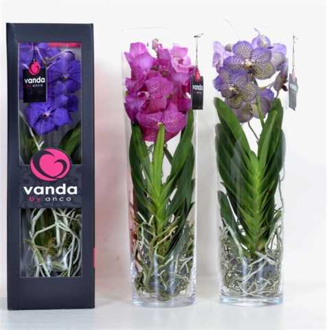 Продам: Орхидея Ванда в вазе