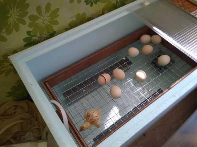 Продам: инкубационные яйца