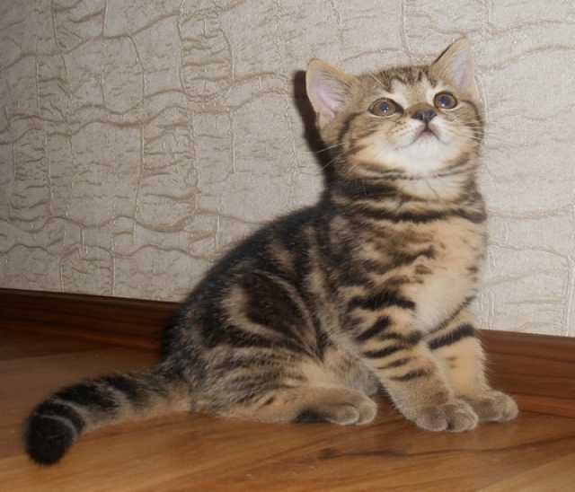 Продам: британских короткошерстных котят 