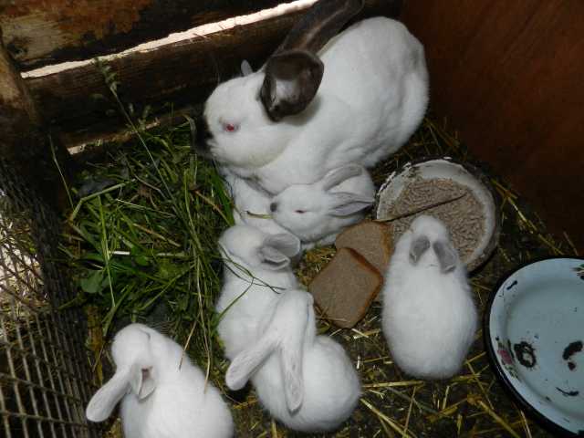Продам: Кролики 