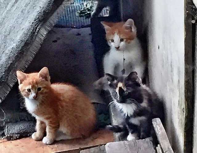 Продам: Восемь очаровательных котят ищут хозяев!