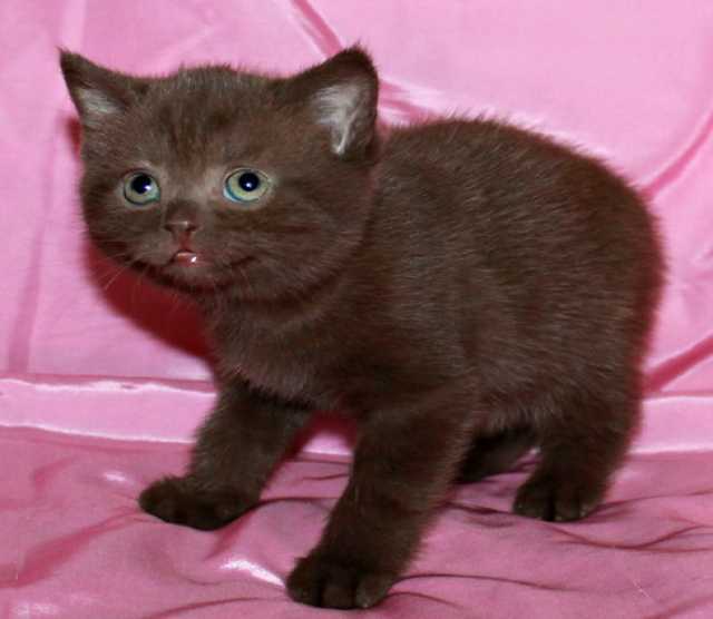 Продам: Британские  шоколадные котята