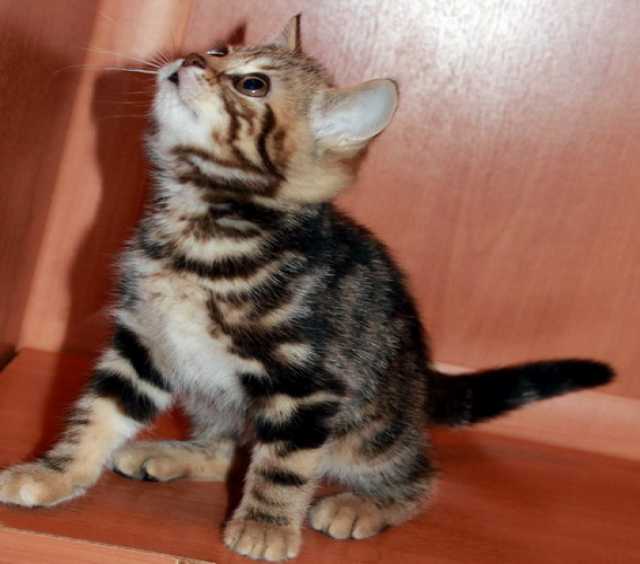 Продам: Британские котята мраморного окраса