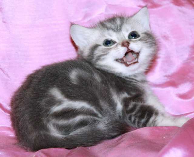 Продам: Британские котята из питомника VIVIAN.