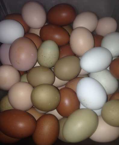 Продам: Яйца Домашние Редких Ценных пород кур На