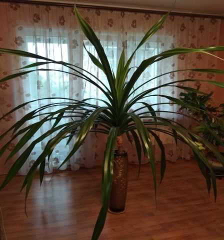 Продам: Растение комнатное - пальма "Пандаус"