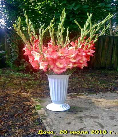 Продам: цветы гладиолусов