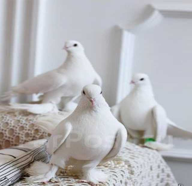 Предложение: Голуби на свадьбу ( Белые голуби)