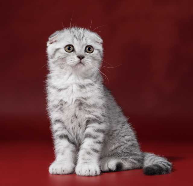 Продам: Вислоухий котенок Барсик Декстер