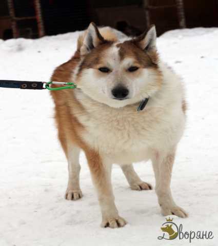 Отдам даром: Великолепный пёс Квасаки (лайка) в дар