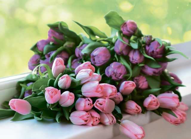 Продам: Тюльпаны оптом к 8 марта 