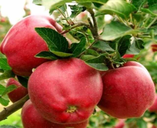 Вакансия: Сбор яблок вахтой