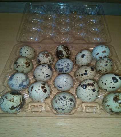 Продам: Инкубационное яйцо