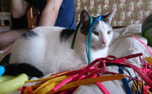 Отдам даром: Ласковый котик Тирля в поисках дома