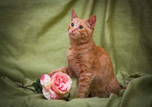 Отдам даром: Солнечный котенок — рыжий Лучик
