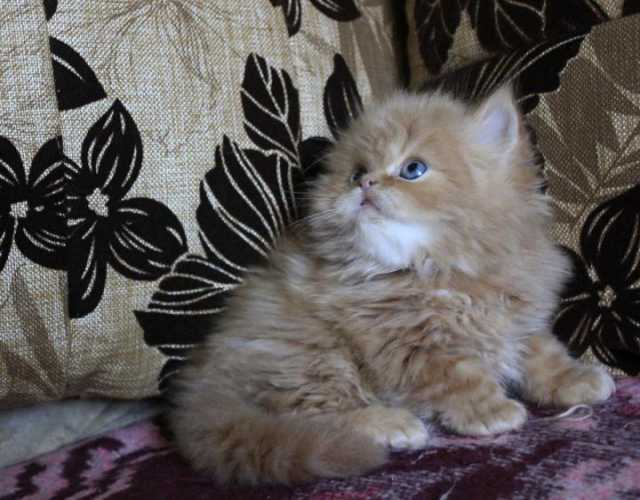 Куплю: персидского котенка-девочку