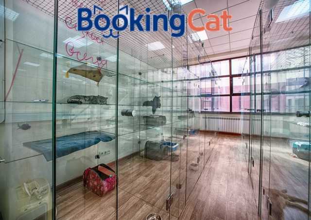 Предложение: BookingCat отель для кошек