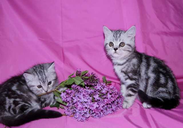 Продам: полосатые британские котята