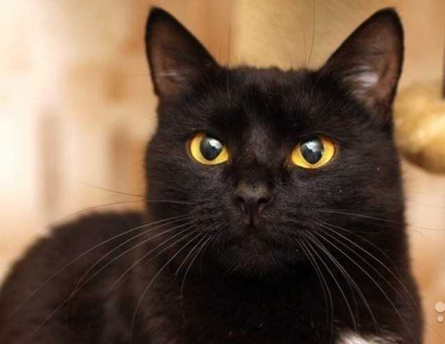 Порода черной кошки с желтыми глазами. Черный кот с коричневыми глазами. Чёрно-коричневвый кот с жёлтыми глащми. Черная кошка с коричневыми глазами. Черно коричневая кошка.