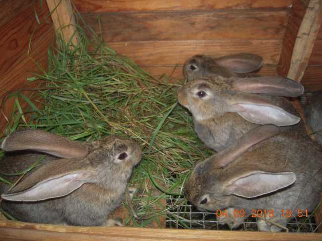Продам:  кроликов