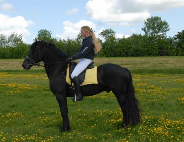 Продам: идеальная фризская лошадь