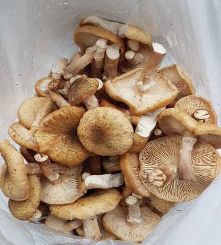 Продам: грибы опята