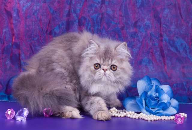 Продам: Котята экзотической и персидской породы 