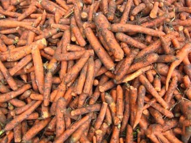 Продам: Морковь фураж (кормовая) 