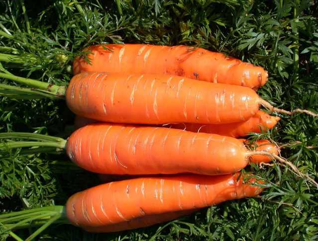 Продам: Морковь сорт Зафира 