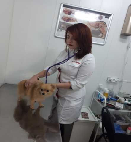 Предложение: Ветеринарная клиника. Ветеринарные услуги для ваших животных