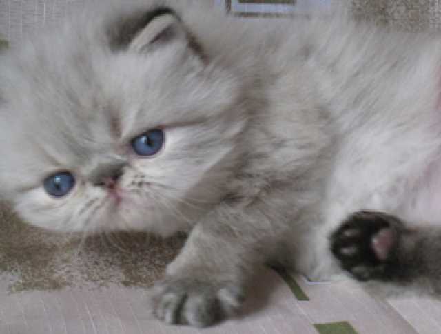 Продам: гималайский котёнок