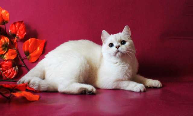 Продам: Шиншилла пойнт -британский племенной кот